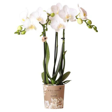 Hummingbird Orchids | white Phalaenopsis orchid - Amabilis - pot size Ø9cm | flowering houseplant - fresh from the grower