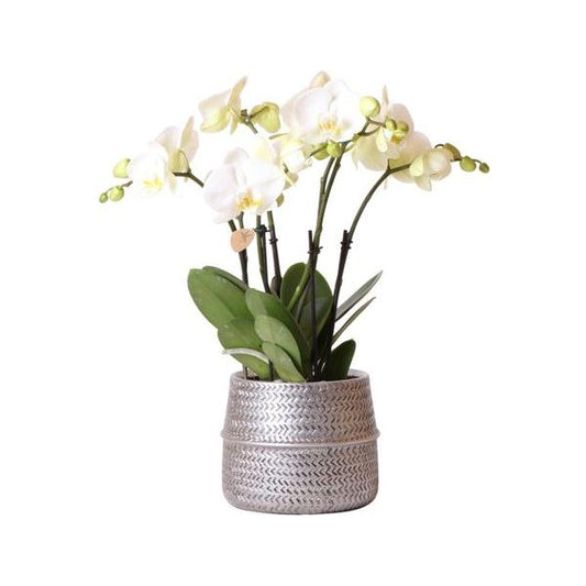 Kolibri-Orchideen | Weiße Phalaenopsis Ghent Orchidee im Groove Dekotopf silber - Topfgröße Ø12cm | blühende Zimmerpflanze im Blumentopf – frisch vom Züchter