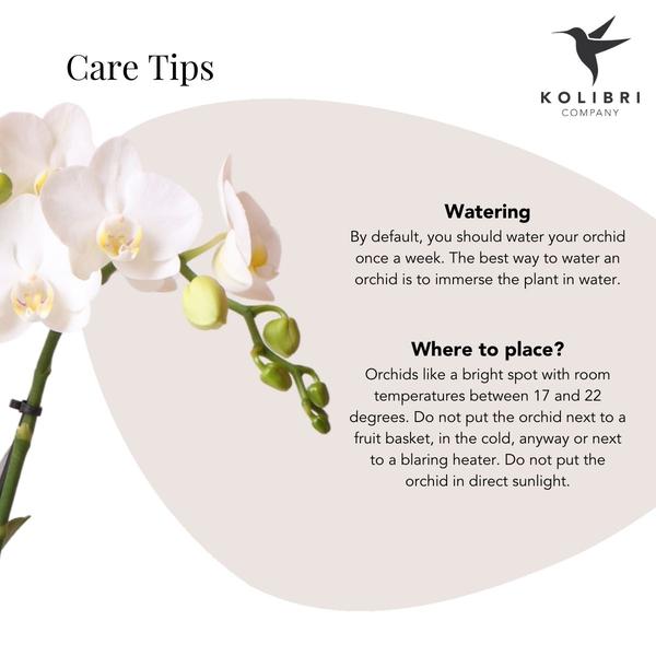 Hummingbird Orchids | white Phalaenopsis orchid – Amabilis + Elite pot gold – pot size Ø9cm – 40cm high | flowering houseplant in flower pot - fresh from the grower