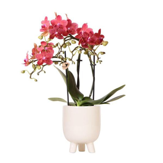 Kolibri-Orchideen | Rote Phalaenopsis Orchidee – Kongo + Gummy Topf Travertin – Topfgröße Ø9cm – 40cm hoch | blühende Zimmerpflanze im Blumentopf – frisch vom Züchter