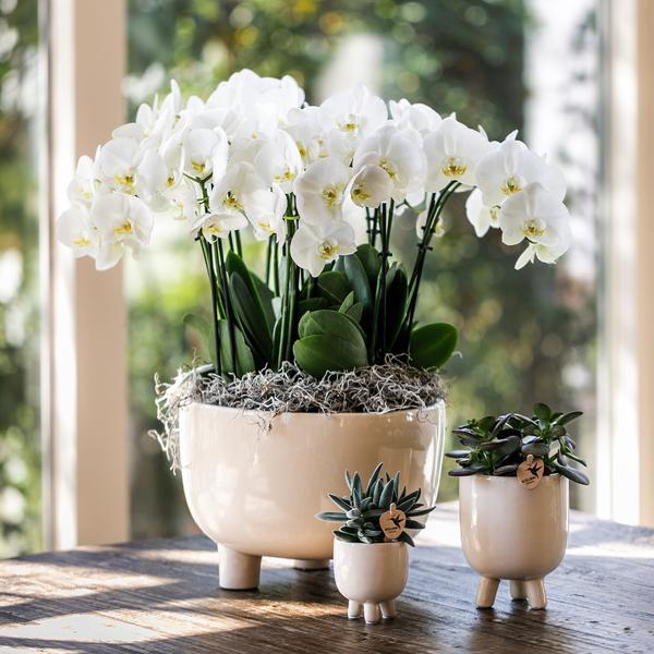 Hummingbird Orchids | Red Phalaenopsis orchid – Congo + Gummy pot travertine – pot size Ø9cm – 40cm high | flowering houseplant in flower pot - fresh from the grower