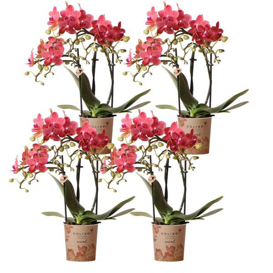 Kolibri-Orchideen | KOMBI-ANGEBOT aus 4 orangen Phalaenopsis-Orchideen – Kongo – Topfgröße Ø9cm | blühende Zimmerpflanze - frisch vom Züchter