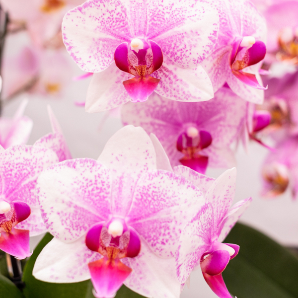 Hummingbird Orchids | Pink Phalaenopsis orchid - Mineral Rotterdam - pot size Ø9cm | flowering houseplant - fresh from the grower