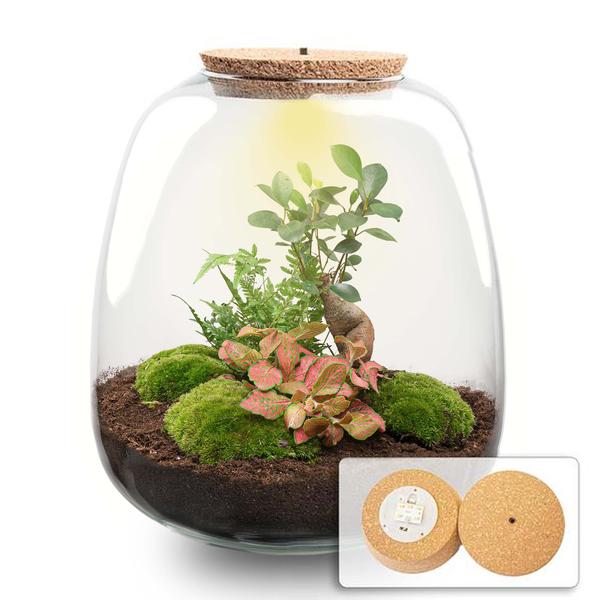 Plant terrarium - Emma - DIY kit - ↑ 25 cm - Ø 23 cm - Bonsai Red + LED