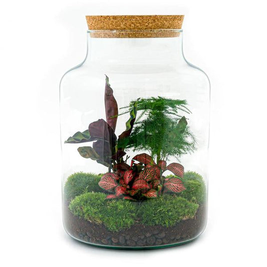 DIY terrarium - Milky - ↕ 30 cm