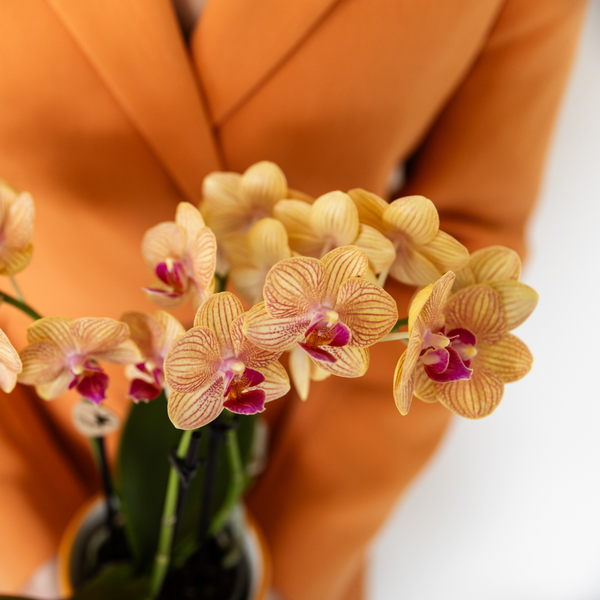 Kolibri-Orchideen | orange Phalaenopsis Orchidee - Jamaica + Painted Stripe Topf orange - Topfgröße Ø9cm | blühende Zimmerpflanze - frisch vom Züchter