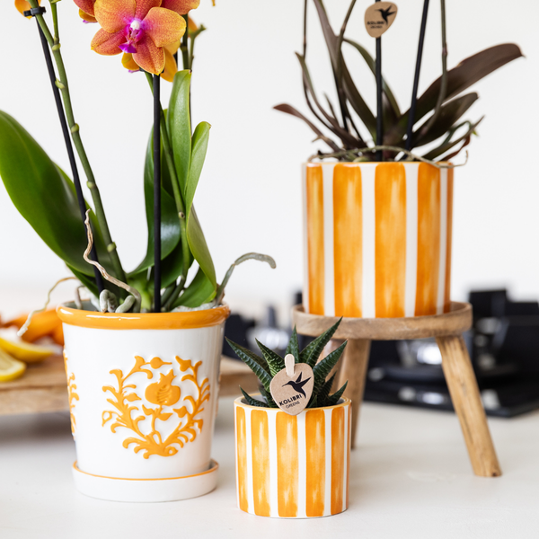 Hummingbird Orchids | orange Phalaenopsis orchid - Jamaica + Painted Stripe pot orange - pot size Ø9cm | flowering houseplant - fresh from the grower