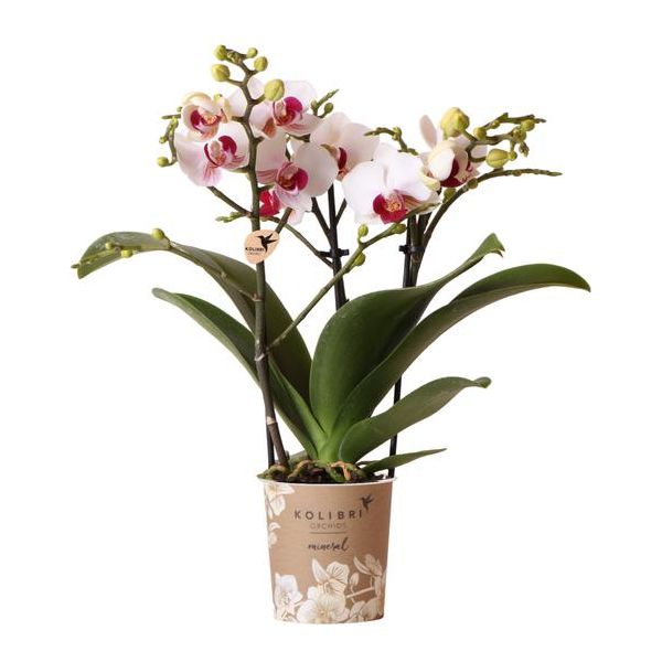 Hummingbird Orchids | White Phalaenopsis orchid - Mineral Gibraltar - pot size Ø9cm | flowering houseplant - fresh from the grower