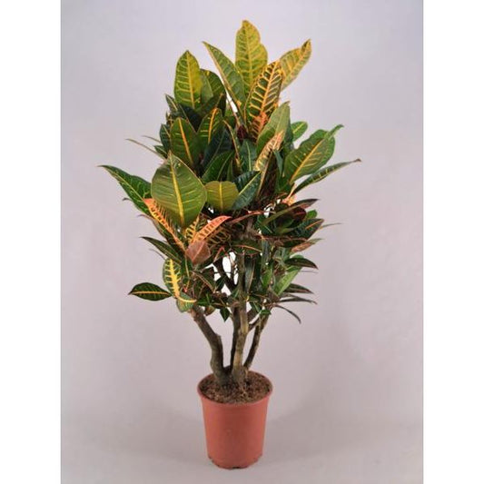 Croton Petra Branched - Ø26cm - ↕120cm