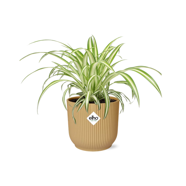 Chlorophytum Comosum Variegatum in ELHO Vibes Fold 14cm geel