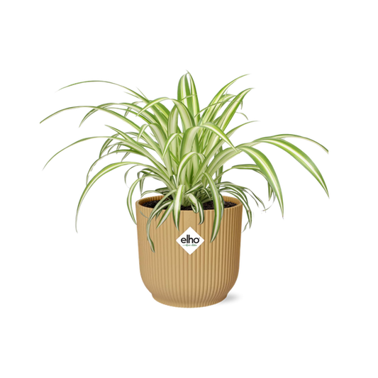 Chlorophytum Comosum Variegatum in ELHO Vibes Fold 14cm yellow