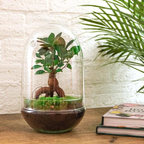 DIY Terrarium - Ei XL Bonsai - ↕ 30 cm