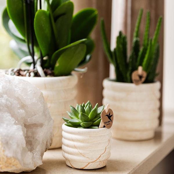 Hummingbird Company | Plant set Slow Living small | White Phalaenopsis Orchid Lausanne and Succulent incl. ceramic decorative pots on white organic tray