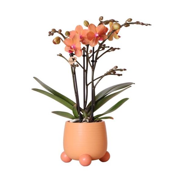 Hummingbird Orchids | Orange Phalaenopsis orchid - Mineral Bolzano + Rolling peach - pot size Ø9cm | flowering houseplant - fresh from the grower