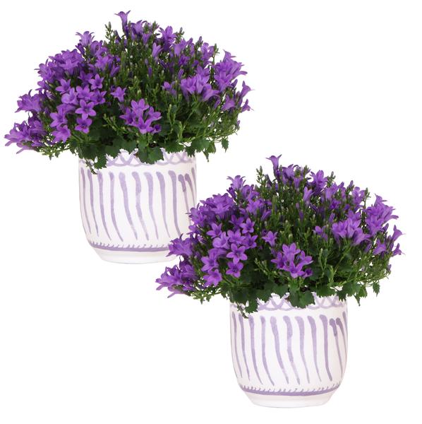 2x Campanula Addenda Ambella Intense lila in Granada Dekotöpfen - Topfgröße 12cm - mehrjährig - winterhart