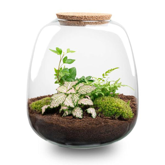 Plant terrarium - Emma - DIY kit - ↑ 25 cm - Ø 23 cm - Fittonia Pink Tiger