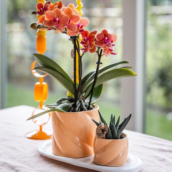 Hummingbird Orchids | Gift set Optimism small peach | Green plant with orange Phalaenopsis orchid in candy decorative pots on white organic tray