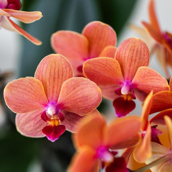 Kolibri-Orchideen | Orange Phalaenopsis Orchidee - Mineral Bolzano + Bubble Pot weiß - Topfgröße Ø9cm | blühende Zimmerpflanze - frisch vom Züchter