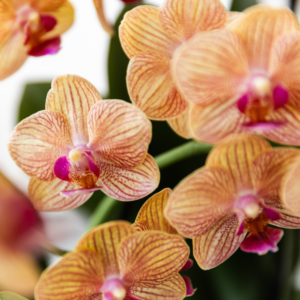 Kolibri-Orchideen | orange Phalaenopsis Orchidee - Jamaica + Painted Stripe Topf orange - Topfgröße Ø9cm | blühende Zimmerpflanze - frisch vom Züchter