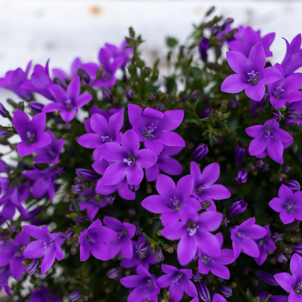 2x Campanula Addenda Ambella Intense lila in Granada Dekotöpfen - Topfgröße 12cm - mehrjährig - winterhart