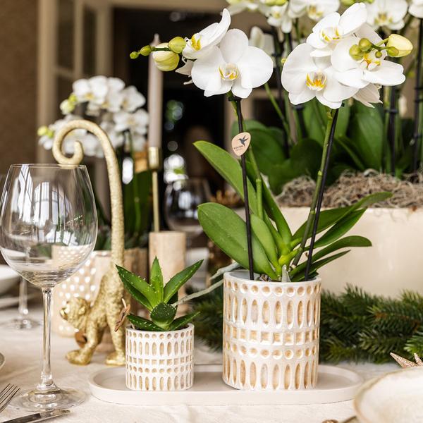 Kolibri Company | Plantenset Le Chic small | Witte Phalaenopsis Orchidee Amabilis  en Succulent incl. keramieken sierpotten op crème organisch dienblad