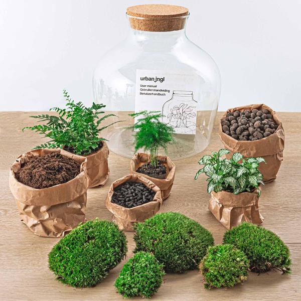 DIY terrarium - Fat Joe Groen - ↕ 30 cm