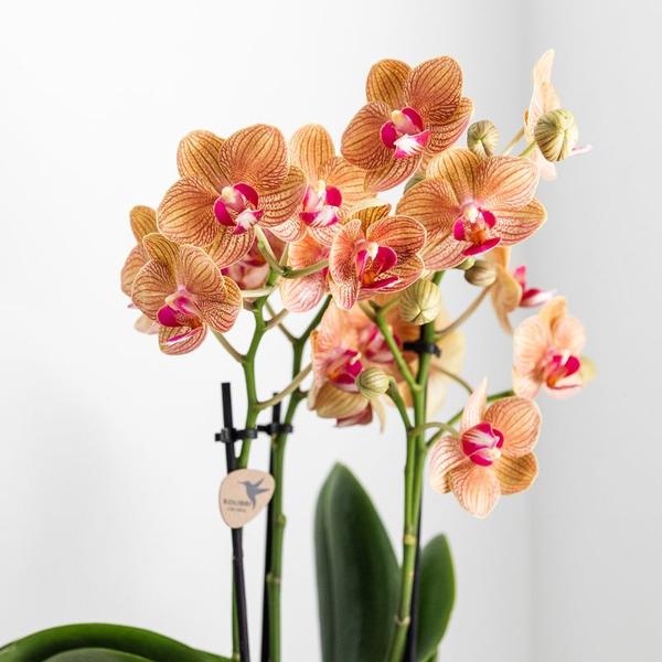 Hummingbird Orchids | white Phalaenopsis orchid – Jamaica + Lush pot – pot size Ø9cm – 40cm high | flowering houseplant in flower pot - fresh from the grower