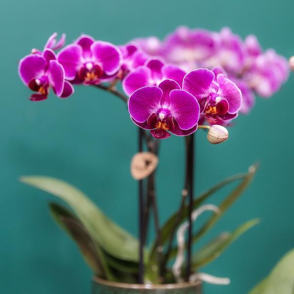 Hummingbird Orchids | Purple phalaenopsis orchid - Morelia Classy green - pot size Ø9cm | flowering houseplant - fresh from the grower