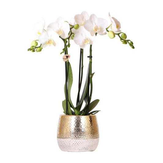 Kolibri-Orchideen | weiße Phalaenopsis Orchidee – Amabilis + Elite Topf gold – Topfgröße Ø9cm – 40cm hoch | blühende Zimmerpflanze im Blumentopf – frisch vom Züchter