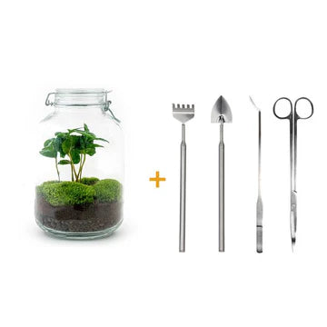 DIY terrarium - Jar - Coffea Arabica - ↕ 28 cm - Normal Jar