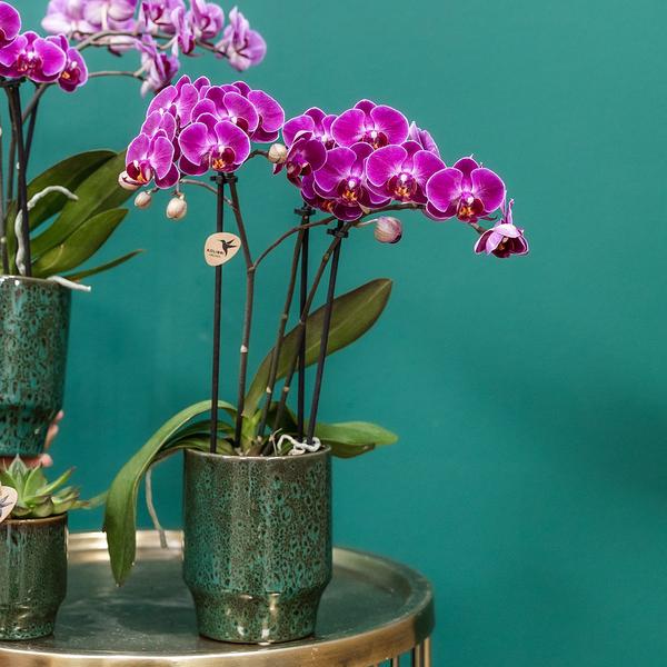 Kolibri Orchids | Paarse phalaenopsis orchidee - Morelia Classy green- potmaat Ø9cm | bloeiende kamerplant - vers van de kweker