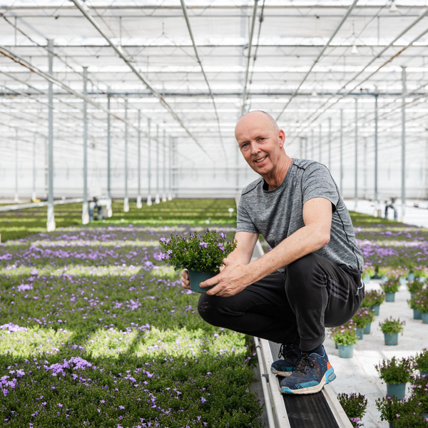 2x Campanula Addenda Ambella Intense lila in Granada Dekotöpfen - Topfgröße 12cm - mehrjährig - winterhart