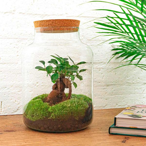 DIY terrarium - Milky with bonsai - ↕ 30 cm - Normal