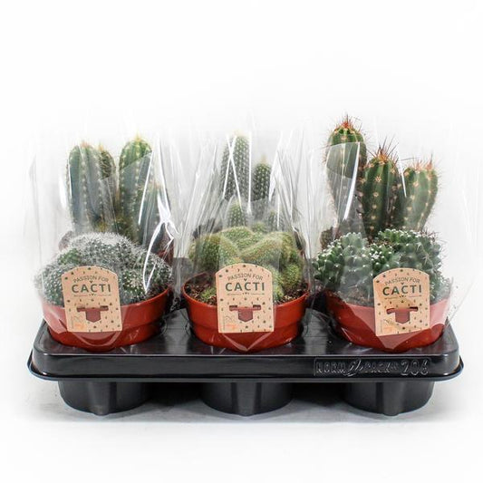 Cactus Mix P12 - 6 pieces - Ø12cm - ↕20cm