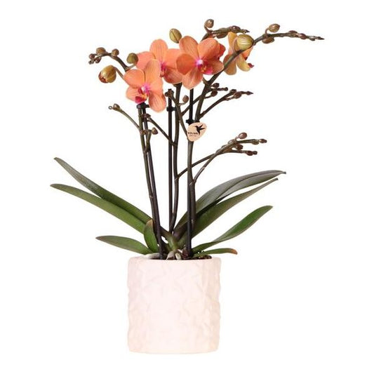 Hummingbird Orchids | Orange orchid Bolzano + Star Fish decorative pot - pot size Ø9cm | flowering houseplant - fresh from the grower