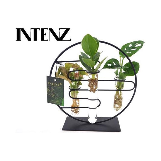 Kamerplanten Intenz Mix In Dubai 2.0 Glas - Ø12cm - ↕25cm