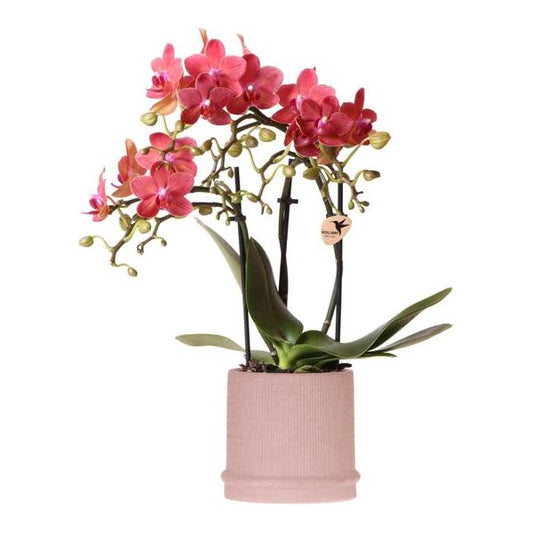 Kolibri Orchids | Rode orchidee Congo + Bali sierpot sand - potmaat Ø9cm | bloeiende kamerplant - vers van de kweker