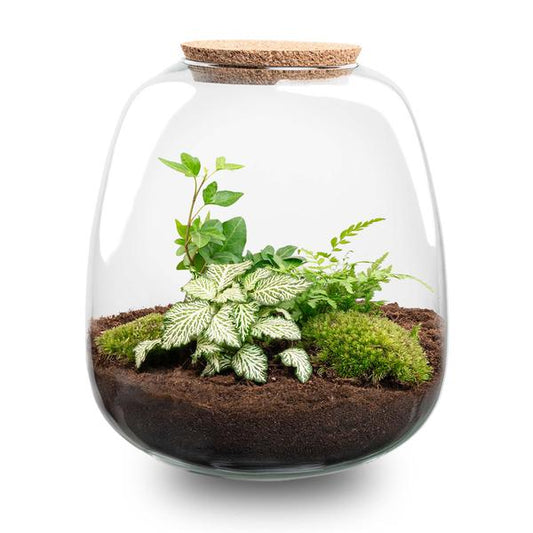 Plant terrarium - Emma - DIY kit - ↑ 25 cm - Ø 23 cm - Fittonia White Tiger