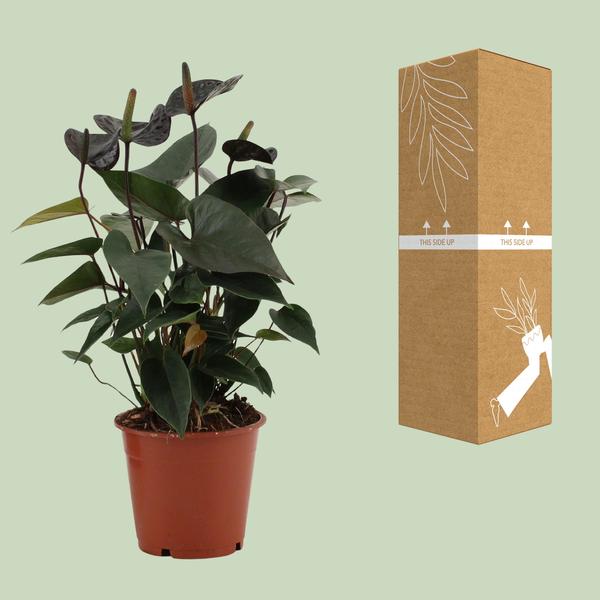 Anthurium Black Love In Transparent Sleeve - Ø12cm - ↕36cm