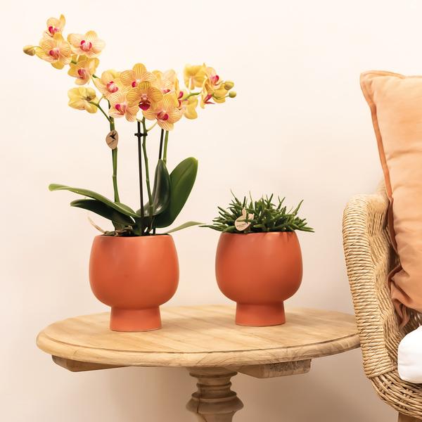 Kolibri-Orchideen | orange Phalaenopsis Orchidee Topfgröße Ø9cm | Jamaika | blühende Zimmerpflanze - frisch vom Züchter