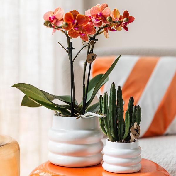 Kolibri-Orchideen | Orange Phalaenopsis Orchidee - Mineral Bolzano + Bubble Pot weiß - Topfgröße Ø9cm | blühende Zimmerpflanze - frisch vom Züchter