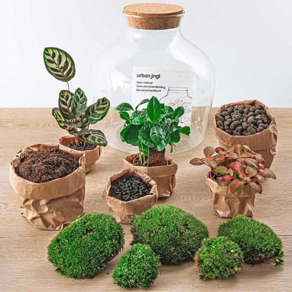 DIY terrarium - Fat Joe Coffea - ↕ 30 cm