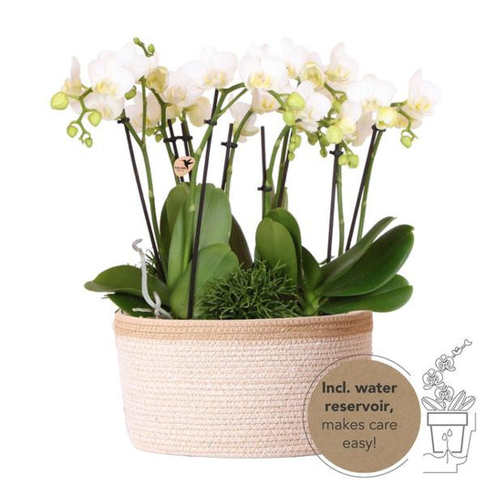 Hummingbird Orchids | white plant set in Cotton Basket incl. water reservoir | three white orchids Amabilis 9cm and three green plants | Jungle Bouquet white with self-sufficient water reservoir