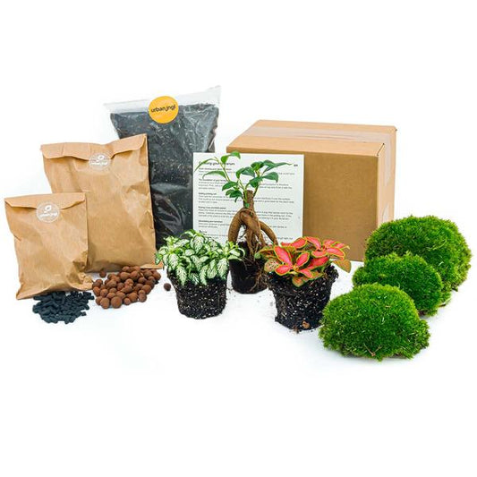 Pflanzenterrarium-Paket - Ficus Ginseng Bonsai - Nachfüll- &amp; Starterpaket - DIY