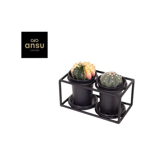 Cactus Duo In Design Frame - Ø17cm - ↕12cm