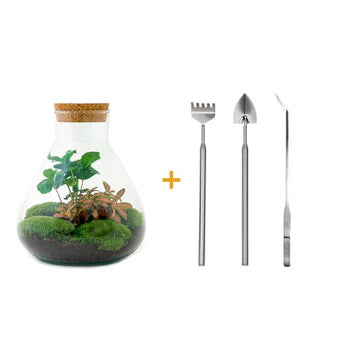 DIY-Terrarium - Sammie Coffea - ↕ 27 cm