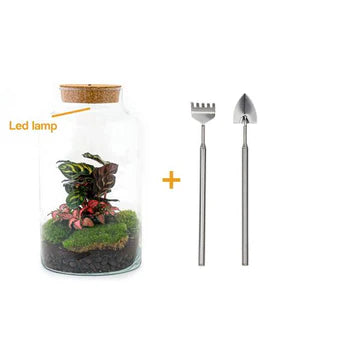 DIY-Terrarium - Milchige Calathea mit Licht - ↕ 31 cm