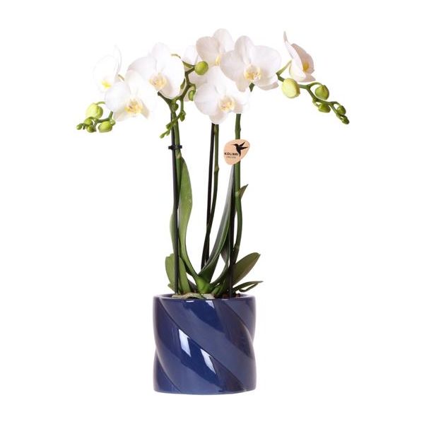 Kolibri Orchids | witte orchidee Amabilis + Candy sierpot blauw - potmaat Ø9cm | bloeiende kamerplant - vers van de kweker