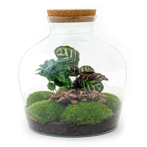 DIY-Terrarium - Fat Joe Coffea - ↕ 30 cm