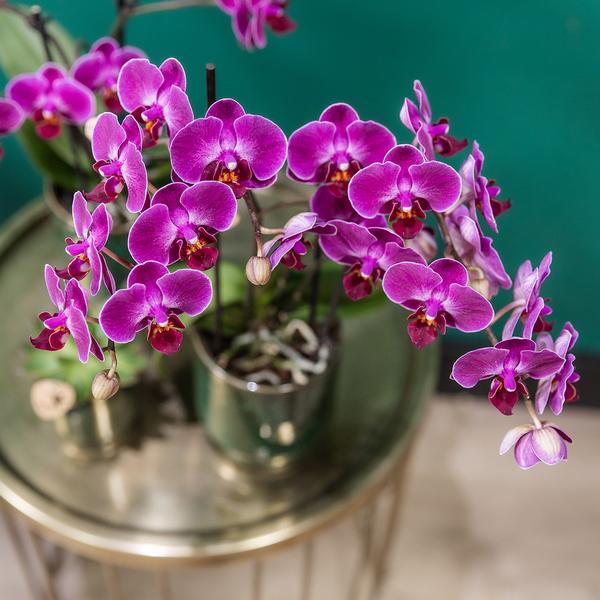 Kolibri-Orchideen | Lila Phalaenopsis Orchidee - Morelia Classy Green - Topfgröße Ø9cm | blühende Zimmerpflanze - frisch vom Züchter